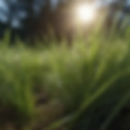 Close-up of healthy grass blades