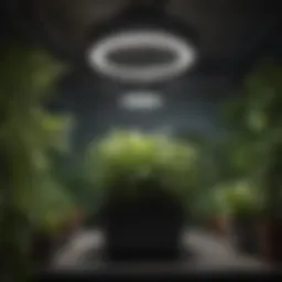 A spacious grow tent setup showcasing optimal plant arrangement