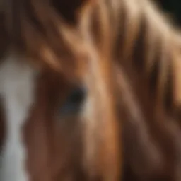 A close-up view of a horse's mane with a deworming product in the background