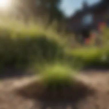 Overseeding process illustrated with scattered seeds on lawn