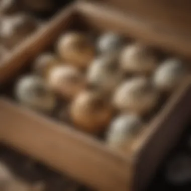 Close-up of quail eggs in a nesting box, highlighting nesting success