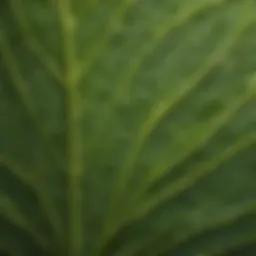 Close-up of Euphorbia leaf texture highlighting unique patterns