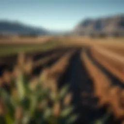 Utah agricultural landscape showcasing farming practices