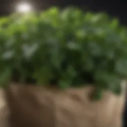 Close-up view of a ten-gallon grow bag filled with lush green plants