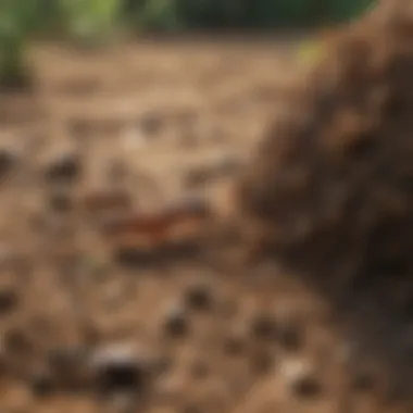 Termites actively foraging for organic material in soil.