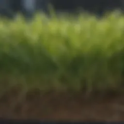 Close-up view of healthy grass with visible thatch layer