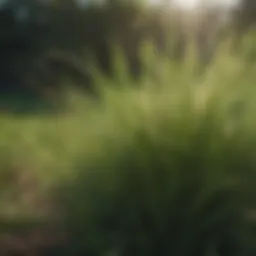 Lush Bermuda Grass in Full Bloom