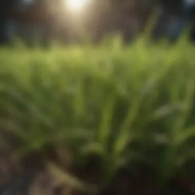 Healthy St. Augustine Grass Healthy St. Augustine grass thriving in sunlight