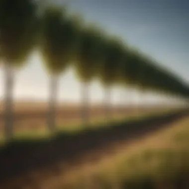 A healthy windbreak demonstrating ecological advantages in a farming landscape.