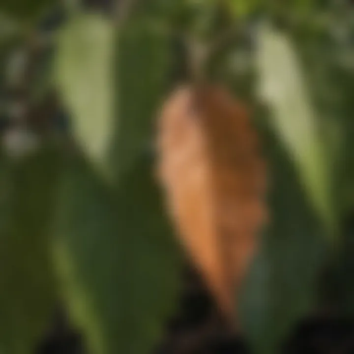 Close-up of leaves highlighting growth factors of windbreak species.