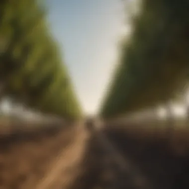 Farmers implementing sustainable practices using windbreaks.