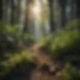 A dense forest showing the encroachment of an invasive plant species