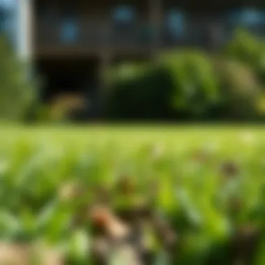 Preventative measures for urine damage in lawns