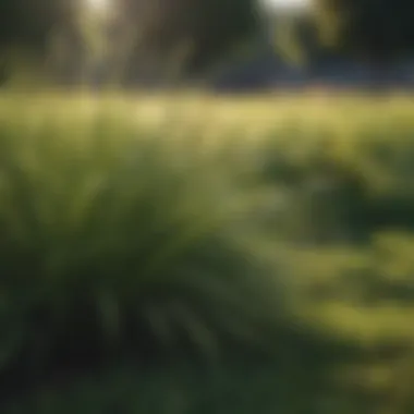 A diverse lawn displaying different grass varieties side by side