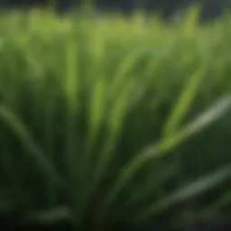 Close-up of lush green lawn grass showcasing fine blades