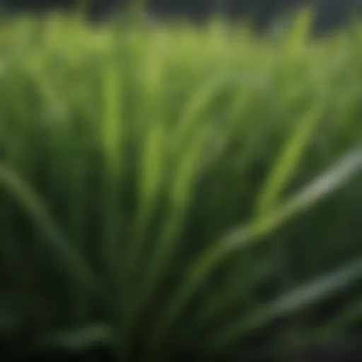 Close-up of lush green lawn grass showcasing fine blades