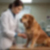 A veterinarian examining a dog in a clinic setting