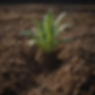 Fertile Soil for Vegetable Gardening Rich, fertile Oklahoma soil ready for planting