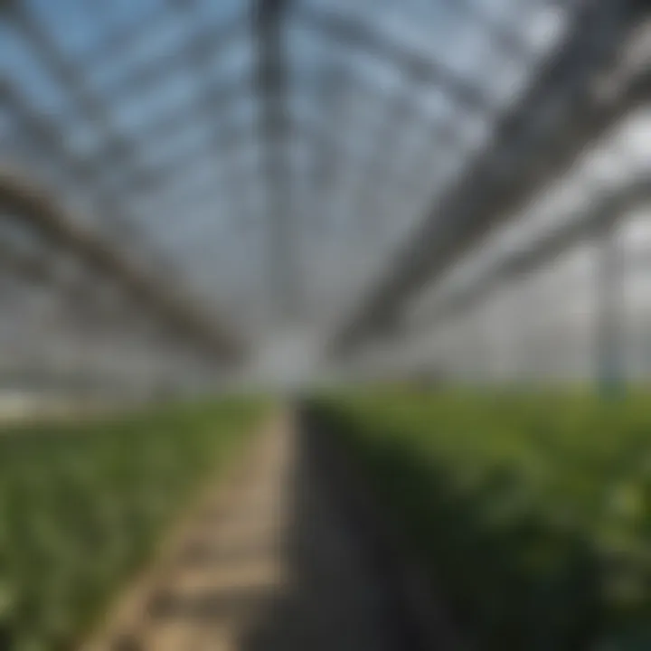 Comparison of different ventilation systems for greenhouses