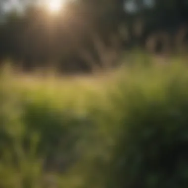 Lush warm-season grass thriving under sunlight